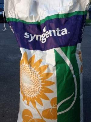 Семена подсолнечника НК Роки Syngenta