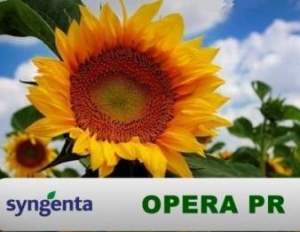 Семена подсолнечника Опера ПР Syngenta